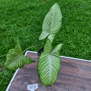 #107 Variegated Phyllotaenium Lindenii 'Cream Cheese'