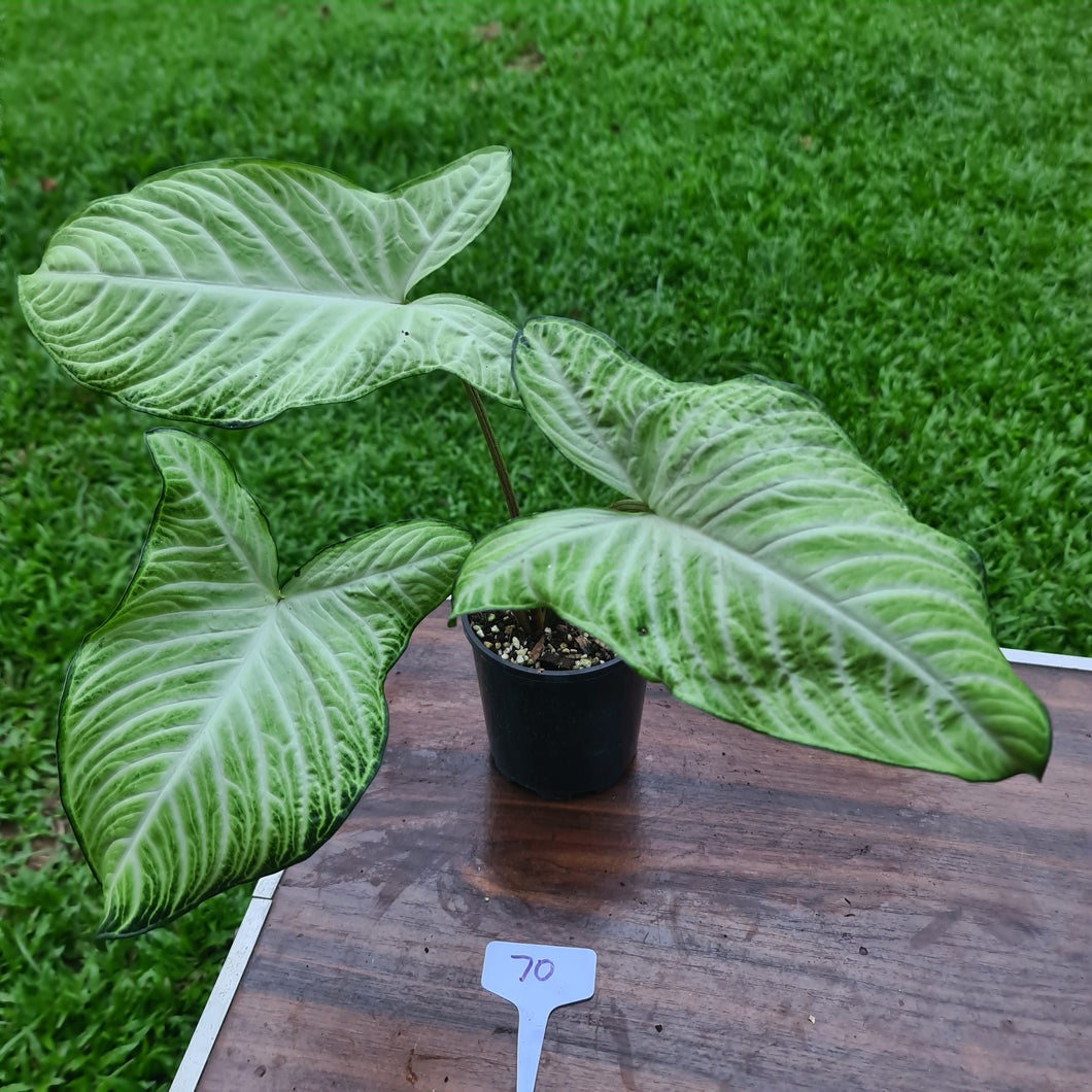 #70 Variegated Phyllotaenium Lindenii 'Cream Cheese'