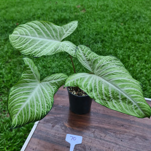 #70 Variegated Phyllotaenium Lindenii 'Cream Cheese'