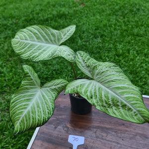 #70 Variegated Phyllotaenium Lindenii 'Cream Cheese'