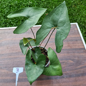 #3 Anthurium Berriozabalense