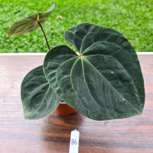 Load image into Gallery viewer, #86 Anthurium Hoffmanii