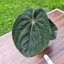 Load image into Gallery viewer, #86 Anthurium Hoffmanii