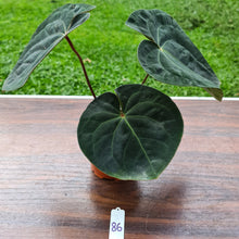 Load image into Gallery viewer, #86 Anthurium Hoffmanii