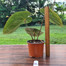 Load image into Gallery viewer, #86 Anthurium Hoffmanii