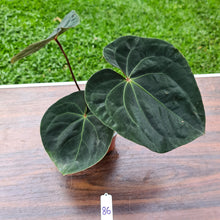 Load image into Gallery viewer, #86 Anthurium Hoffmanii