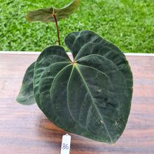 Load image into Gallery viewer, #86 Anthurium Hoffmanii