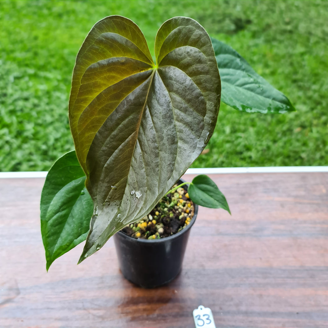 #33 Anthurium Moodeanum
