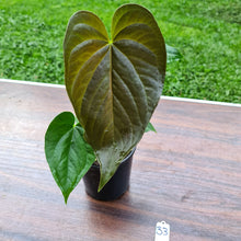 Load image into Gallery viewer, #33 Anthurium Moodeanum
