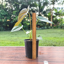 Load image into Gallery viewer, #33 Anthurium Moodeanum