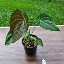 Load image into Gallery viewer, #33 Anthurium Moodeanum