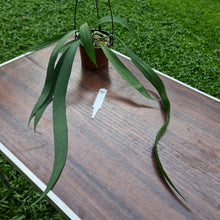 Load image into Gallery viewer, #31 Anthurium Vittarifolium