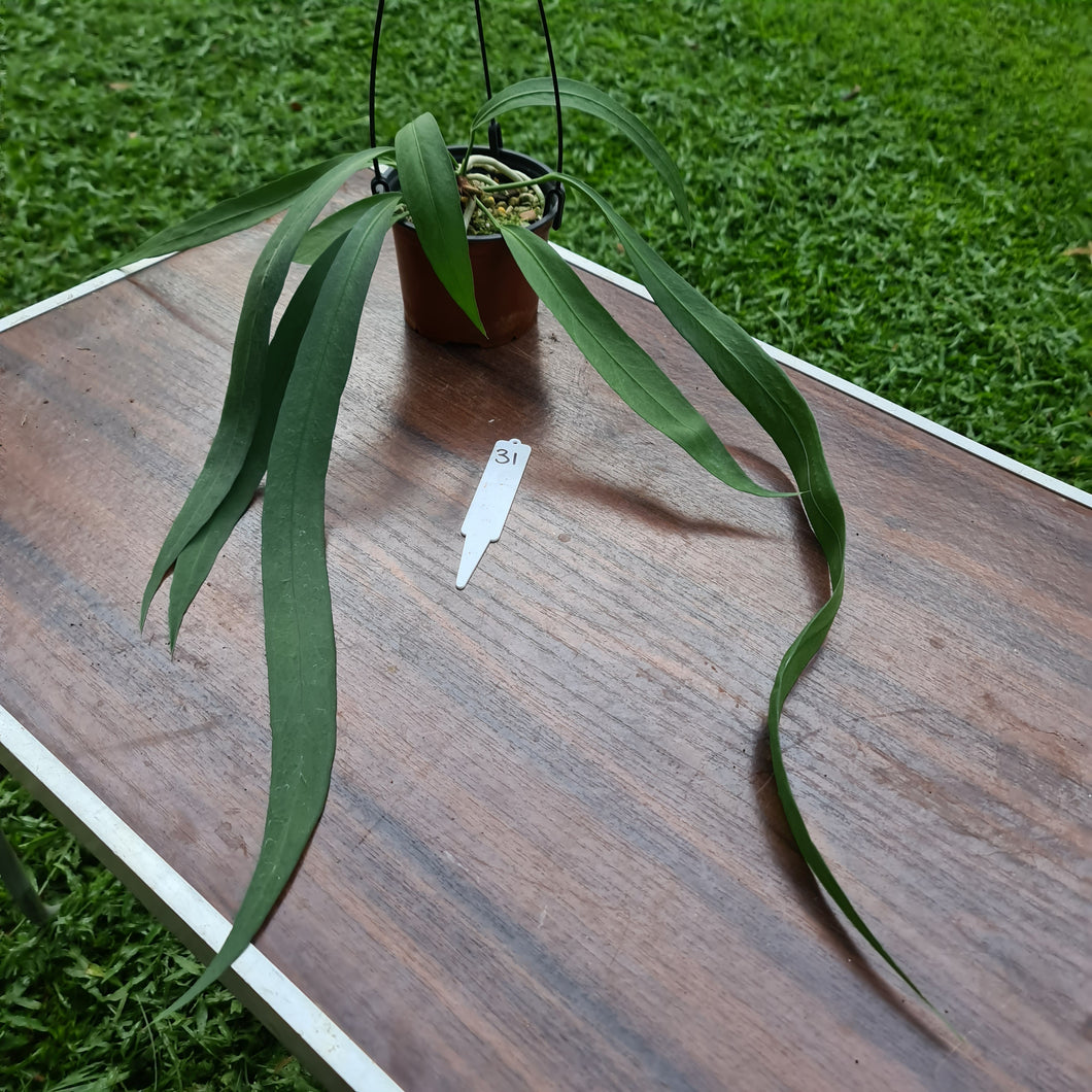 #31 Anthurium Vittarifolium