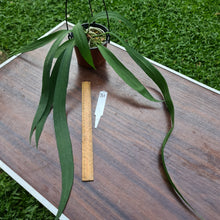 Load image into Gallery viewer, #31 Anthurium Vittarifolium