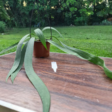 Load image into Gallery viewer, #31 Anthurium Vittarifolium