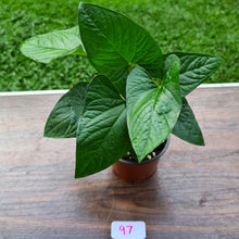Load image into Gallery viewer, #97 Anthurium &#39;Bosworth&#39;