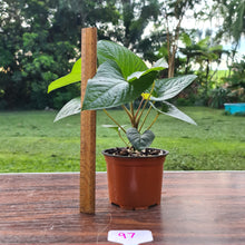 Load image into Gallery viewer, #97 Anthurium &#39;Bosworth&#39;