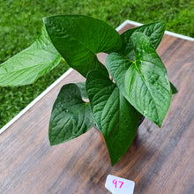 Load image into Gallery viewer, #97 Anthurium &#39;Bosworth&#39;