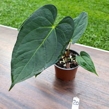 Load image into Gallery viewer, #20 Anthurium &#39;Black Sensation&#39; x