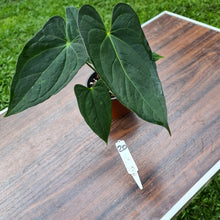 Load image into Gallery viewer, #20 Anthurium &#39;Black Sensation&#39; x