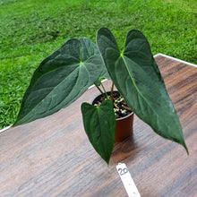 Load image into Gallery viewer, #20 Anthurium &#39;Black Sensation&#39; x