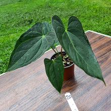 Load image into Gallery viewer, #20 Anthurium &#39;Black Sensation&#39; x