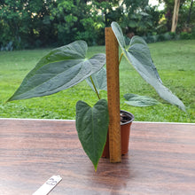Load image into Gallery viewer, #20 Anthurium &#39;Black Sensation&#39; x