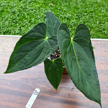 Load image into Gallery viewer, #20 Anthurium &#39;Black Sensation&#39; x