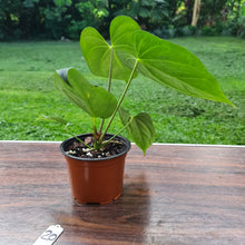 Load image into Gallery viewer, #20 Anthurium &#39;Black Sensation&#39; x