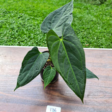 Load image into Gallery viewer, #136 Anthurium &#39;Black Sensation&#39; x