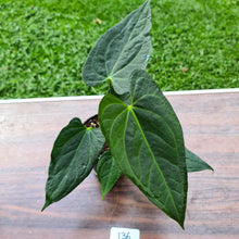 Load image into Gallery viewer, #136 Anthurium &#39;Black Sensation&#39; x