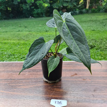 Load image into Gallery viewer, #136 Anthurium &#39;Black Sensation&#39; x