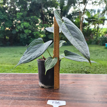 Load image into Gallery viewer, #136 Anthurium &#39;Black Sensation&#39; x