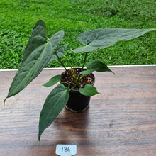 Load image into Gallery viewer, #136 Anthurium &#39;Black Sensation&#39; x