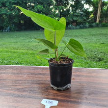 Load image into Gallery viewer, #136 Anthurium &#39;Black Sensation&#39; x