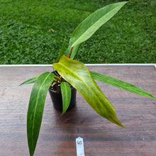 Load image into Gallery viewer, #45 Philodendron Autumn Queen
