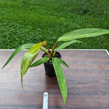 Load image into Gallery viewer, #45 Philodendron Autumn Queen