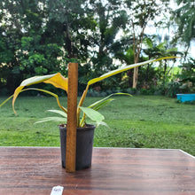 Load image into Gallery viewer, #45 Philodendron Autumn Queen