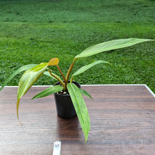 Load image into Gallery viewer, #45 Philodendron Autumn Queen