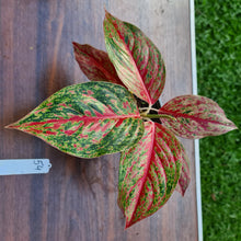 Load image into Gallery viewer, #54 Aglaonema &#39;Ron&#39;s Special&#39;