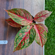 Load image into Gallery viewer, #54 Aglaonema &#39;Ron&#39;s Special&#39;