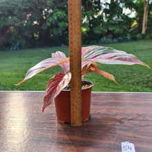 Load image into Gallery viewer, #54 Aglaonema &#39;Ron&#39;s Special&#39;