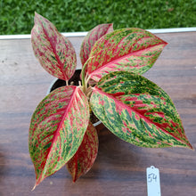 Load image into Gallery viewer, #54 Aglaonema &#39;Ron&#39;s Special&#39;