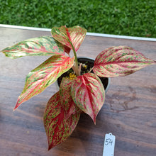 Load image into Gallery viewer, #54 Aglaonema &#39;Ron&#39;s Special&#39;