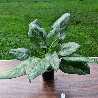 #37 Aglaonema Hybrid