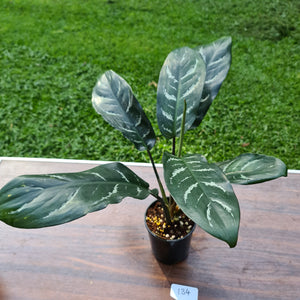 #134 Aglaonema Hybrid