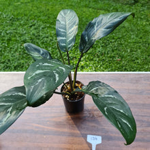 Load image into Gallery viewer, #134 Aglaonema Hybrid