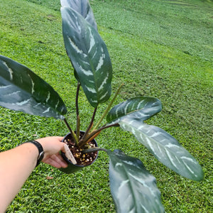 #134 Aglaonema Hybrid