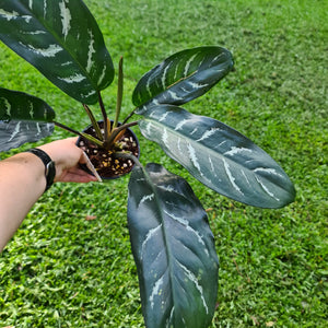 #134 Aglaonema Hybrid