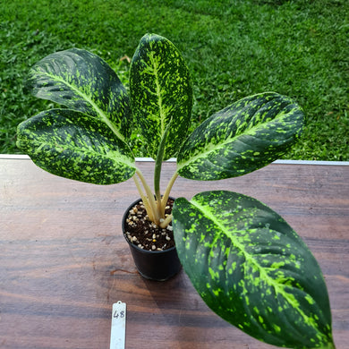 #48 Aglaonema Hybrid